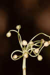 Carolina grasswort